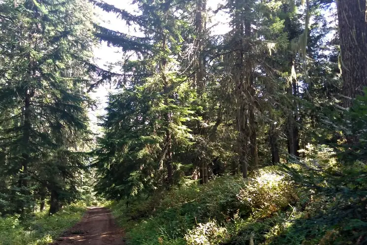 Navid Hakimi Group Living in Blueridge and Seymour | North Vancouver's Family Neighbourhoods 2 Sunlit trail through a tall evergreen forest