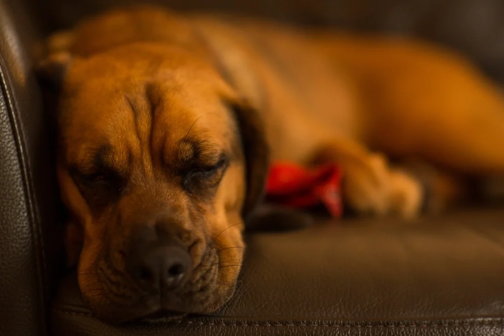Dog resting at home, a common subject of strata pet bylaws
